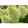 68823 1 hortenzie latnata magical candle hydrangea paniculata magical candle kontejner o objemu 5 litru