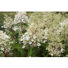 68823 hortenzie latnata magical candle hydrangea paniculata magical candle kontejner o objemu 5 litru