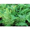 68829 1 kaprad rezava crispa dryopteris affinis crispa kontejner o objemu 5 litru