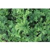 68856 1 kaprad crispa whiteside dryopteris austriaca crispa whiteside kontejner o objemu 5 litru