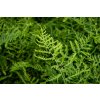 68871 3 kaprad samec linearis polydactyla dryopteris filix mas linearis polydactyla kontejner o objemu 5 litru
