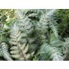 68874 2 papratka japonska red beauty athyrium niponicum red beauty kontejner o objemu 5 litru