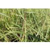 68922 2 ozdobnice cinska ruby cute miscanthus sinensis ruby cute kontejner o objemu 5 litru