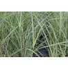68940 3 ozdobnice cinska rotsilber miscanthus sinensis rotsilber kontejner o objemu 5 litru
