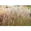68940 ozdobnice cinska rotsilber miscanthus sinensis rotsilber kontejner o objemu 5 litru