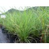 68949 1 ozdobnice cinska undine miscanthus sinensis undine kontejner o objemu 5 litru
