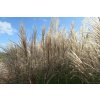 68949 2 ozdobnice cinska undine miscanthus sinensis undine kontejner o objemu 5 litru