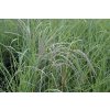 68949 3 ozdobnice cinska undine miscanthus sinensis undine kontejner o objemu 5 litru