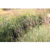 68952 ozdobnice cinska yakushima dwarf miscanthus sinensis yakushima dwarf kontejner o objemu 5 litru