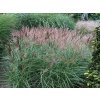 68955 2 ozdobnice cinska red chief miscanthus sinensis red chief kontejner o objemu 5 litru