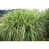 68976 2 ozdobnice cinska variegatus miscanthus sinensis variegatus kontejner o objemu 5 litru