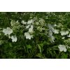 69228 3 hortenzie latnata levana hydrangea paniculata levana kontejner o objemu 5 litru velikost 40 60 cm