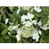 69228 hortenzie latnata levana hydrangea paniculata levana kontejner o objemu 5 litru velikost 40 60 cm