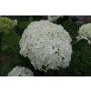 69282 1 hortenzie stromeckovita annabelle hydrangea arborescens annabelle kontejner o objemu 5 litru velikost 40 60 cm