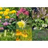 69627 trvalkovy zahon na slunce raj vcel raj vcel k sestava rostlin
