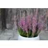 69786 1 vres obecny spring torch calluna vulgaris spring torch kvetnik o prumeru 10 5 cm velikost 10 20 cm