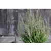 69786 3 vres obecny spring torch calluna vulgaris spring torch kvetnik o prumeru 10 5 cm velikost 10 20 cm