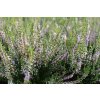 69786 5 vres obecny spring torch calluna vulgaris spring torch kvetnik o prumeru 10 5 cm velikost 10 20 cm