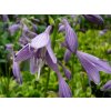 69852 3 bohyska shade fanfare hosta shade fanfare kvetnik o prumeru 11 cm