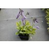 69852 4 bohyska shade fanfare hosta shade fanfare kvetnik o prumeru 11 cm