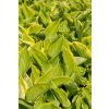 69852 6 bohyska shade fanfare hosta shade fanfare kvetnik o prumeru 11 cm