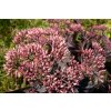 70137 1 rozchodnik nadherny hot stuff sedum spectabile hot stuff kvetnik o prumeru 11 cm