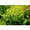 70137 2 rozchodnik nadherny hot stuff sedum spectabile hot stuff kvetnik o prumeru 11 cm
