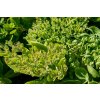 70137 3 rozchodnik nadherny hot stuff sedum spectabile hot stuff kvetnik o prumeru 11 cm
