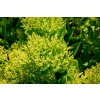 70137 rozchodnik nadherny hot stuff sedum spectabile hot stuff kvetnik o prumeru 11 cm
