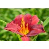 70290 1 denivka ruby stella hemerocallis ruby stella kvetnik o prumeru 11 cm