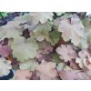 70383 3 dluzicha caramel heuchera hybrida caramel kvetnik o prumeru 11 cm