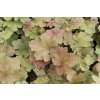70383 dluzicha caramel heuchera hybrida caramel kvetnik o prumeru 11 cm