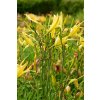 70596 2 denivka citronova hemerocallis citrina kvetnik o prumeru 11 cm