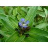 71100 2 horec krizaty gentiana cruciata kvetnik o prumeru 11 cm