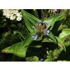 71100 3 horec krizaty gentiana cruciata kvetnik o prumeru 11 cm