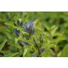 71100 horec krizaty gentiana cruciata kvetnik o prumeru 11 cm