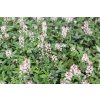 71103 mitrovnicka raspberry sundae tiarella laciniata raspberry sundae kvetnik o prumeru 11 cm