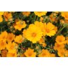 71193 1 krasnoocko limoncello golden coreopsis auriculata limoncello golden kvetnik o prumeru 11 cm