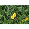 71193 2 krasnoocko limoncello golden coreopsis auriculata limoncello golden kvetnik o prumeru 11 cm