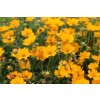 71193 krasnoocko limoncello golden coreopsis auriculata limoncello golden kvetnik o prumeru 11 cm