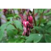 71364 3 srdcovka nadherna valentine dicentra spectabilis valentine kvetnik o prumeru 13 cm