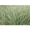71370 3 ozdobnice cinska kleine silberspinne miscanthus sinensis kleine silberspinne kvetnik o prumeru 13 cm
