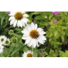 71439 2 trapatkovka nachova primadonna white echinacea purpurea primadonna white kvetnik o prumeru 13 cm