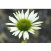 71439 3 trapatkovka nachova primadonna white echinacea purpurea primadonna white kvetnik o prumeru 13 cm
