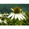 71439 4 trapatkovka nachova primadonna white echinacea purpurea primadonna white kvetnik o prumeru 13 cm