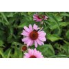 71442 1 trapatkovka nachova primadonna deep rose echinacea purpurea primadonna deep rose kvetnik o prumeru 13 cm
