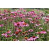 71442 2 trapatkovka nachova primadonna deep rose echinacea purpurea primadonna deep rose kvetnik o prumeru 13 cm