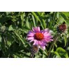 71442 3 trapatkovka nachova primadonna deep rose echinacea purpurea primadonna deep rose kvetnik o prumeru 13 cm
