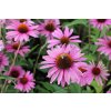 71442 trapatkovka nachova primadonna deep rose echinacea purpurea primadonna deep rose kvetnik o prumeru 13 cm