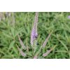 71526 rozrazilovec virzinsky fascination veronicastrum virginicum fascination kvetnik o prumeru 13 cm